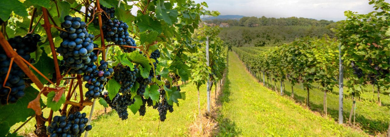 Vineyard