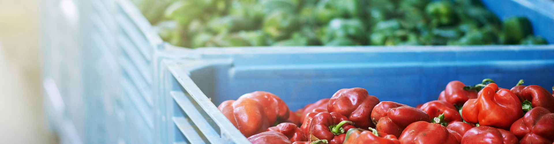 Trays of green and red peppers