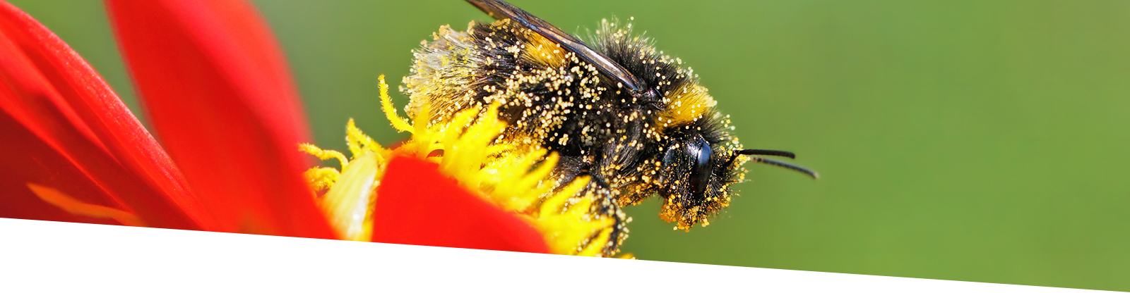 Bee pollinating a flower