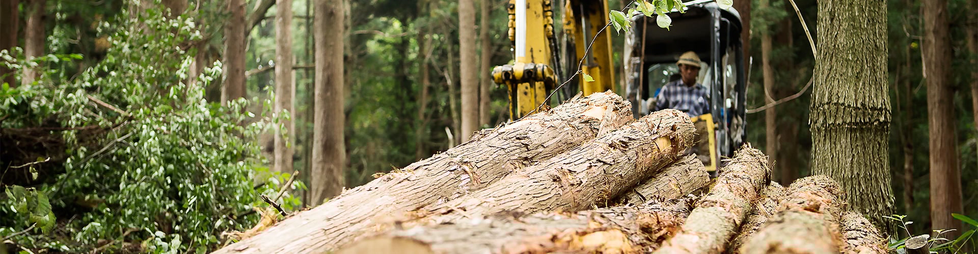 Logs piled up in forest