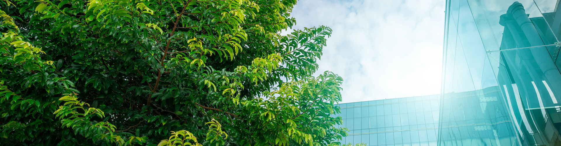Glass office building and tree on bright day