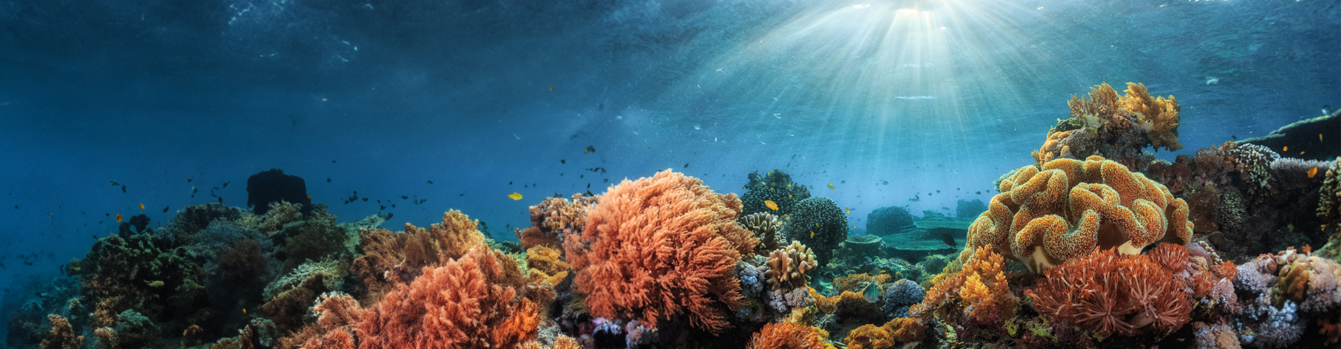 biodiversity 1920x500