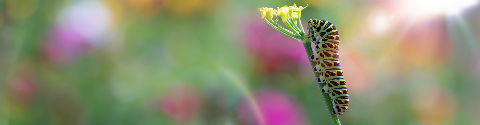 caterpillar 1920x500