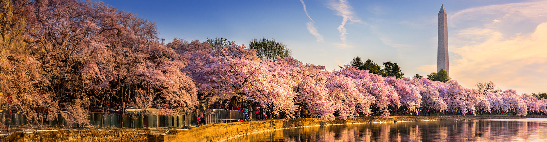 Cherry trees 1920x500