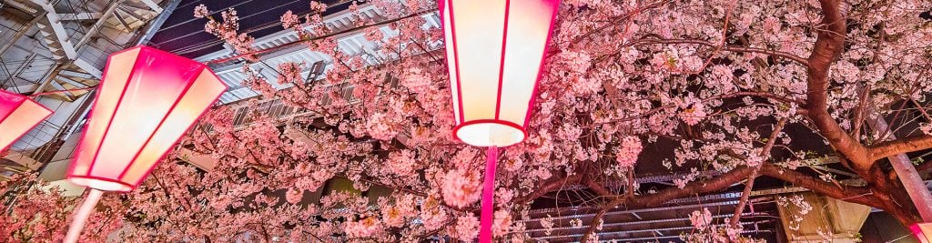 Cherry blossoms with illuminated lanterns at dusk