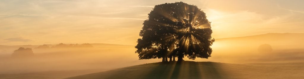 unlight streams through a large tree on a misty hillside at sunrise, casting long shadows across the landscape and illuminating the golden morning haze.