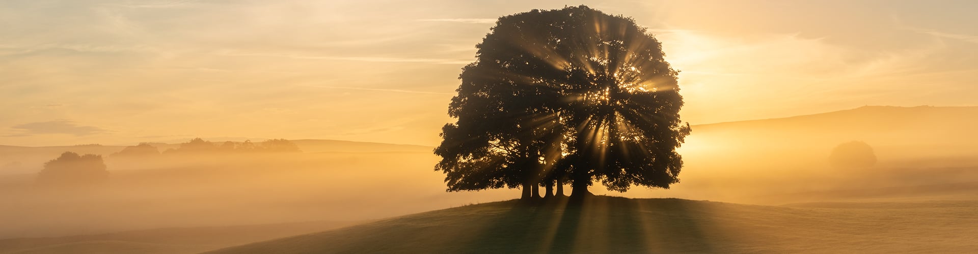 unlight streams through a large tree on a misty hillside at sunrise, casting long shadows across the landscape and illuminating the golden morning haze.
